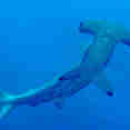 Hammerhead Shark