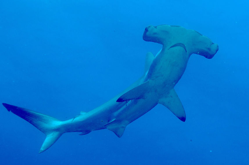 Hammerhead Shark