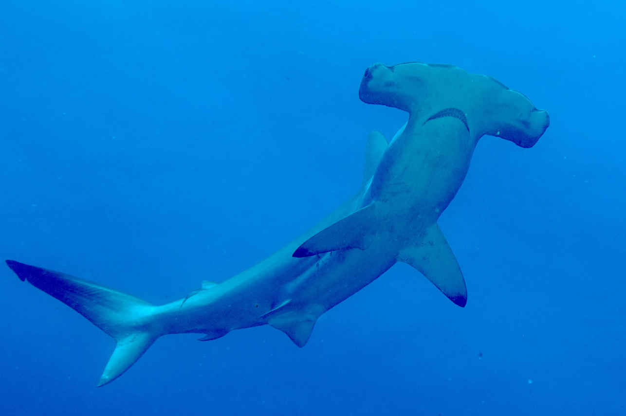 Hammerhead Shark