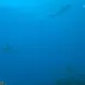 Hammerhead Shark