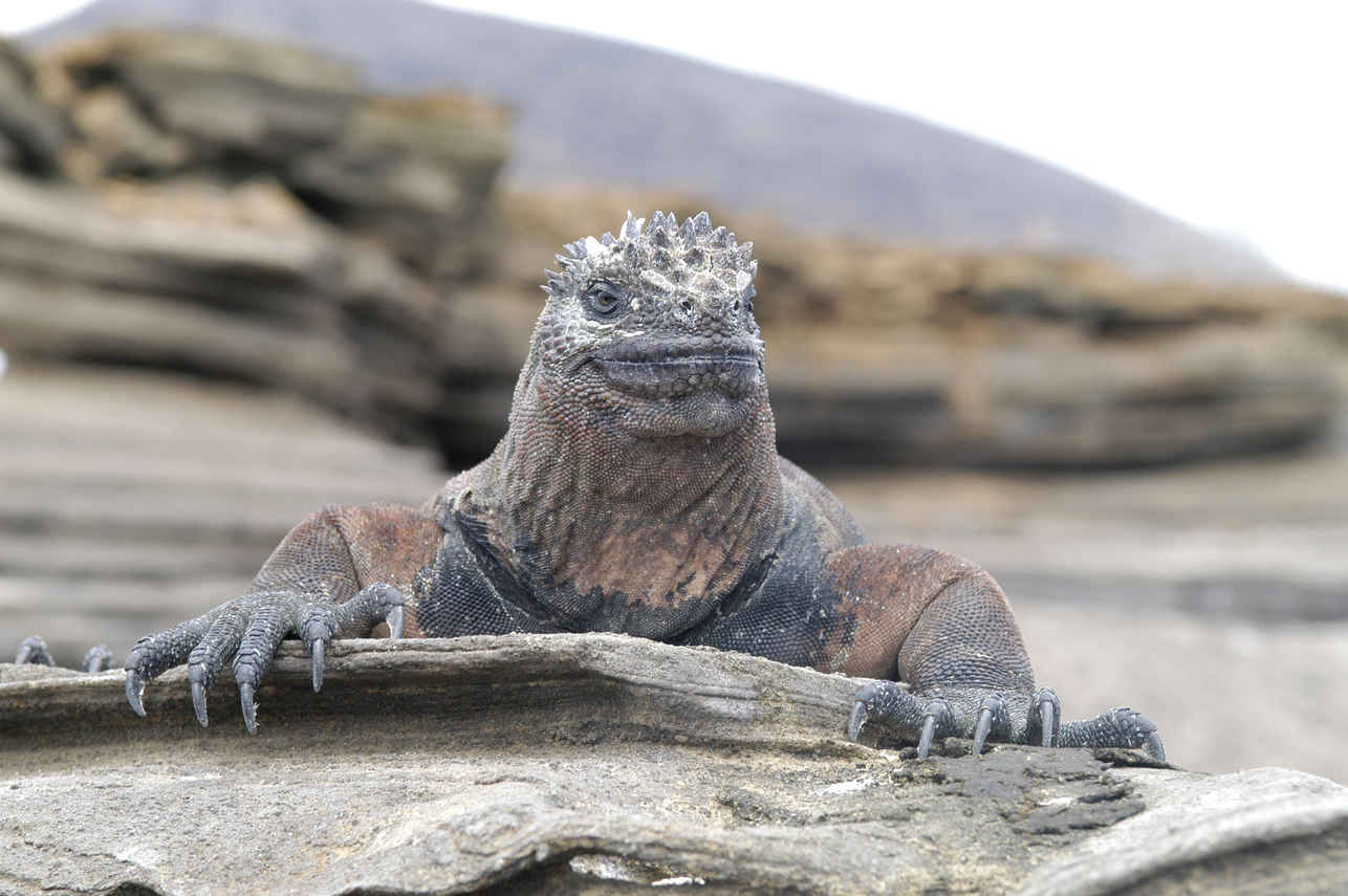 Iguana - Humboldt Explorer