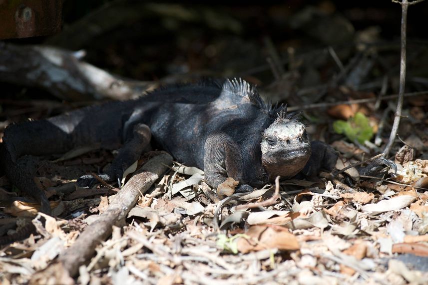 Iguana - Humboldt Explorer