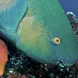 Parrotfish