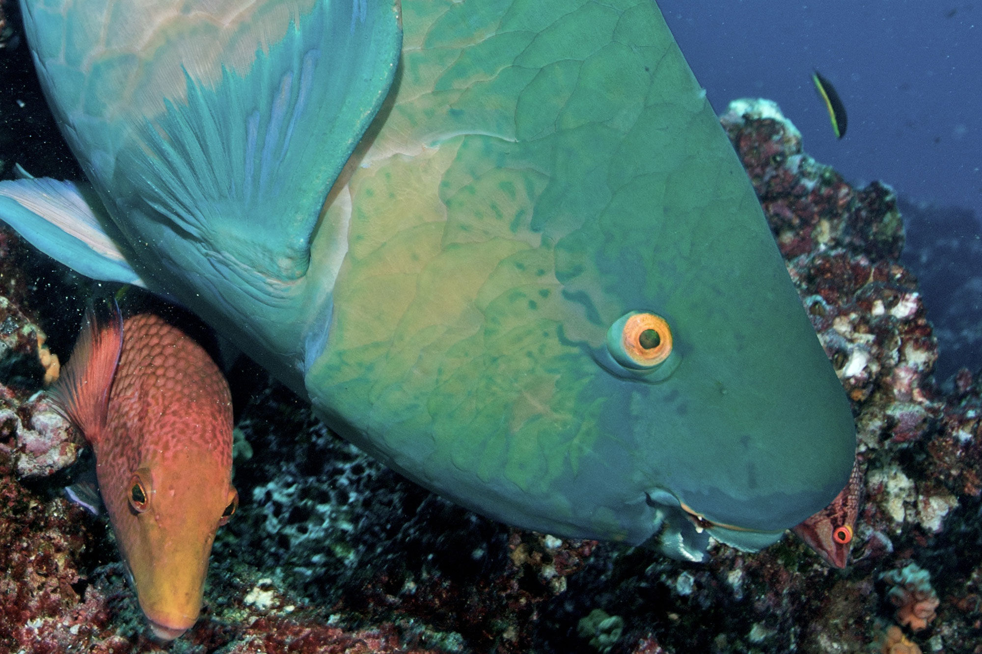 Parrotfish