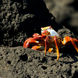 Sally lightfoot crab