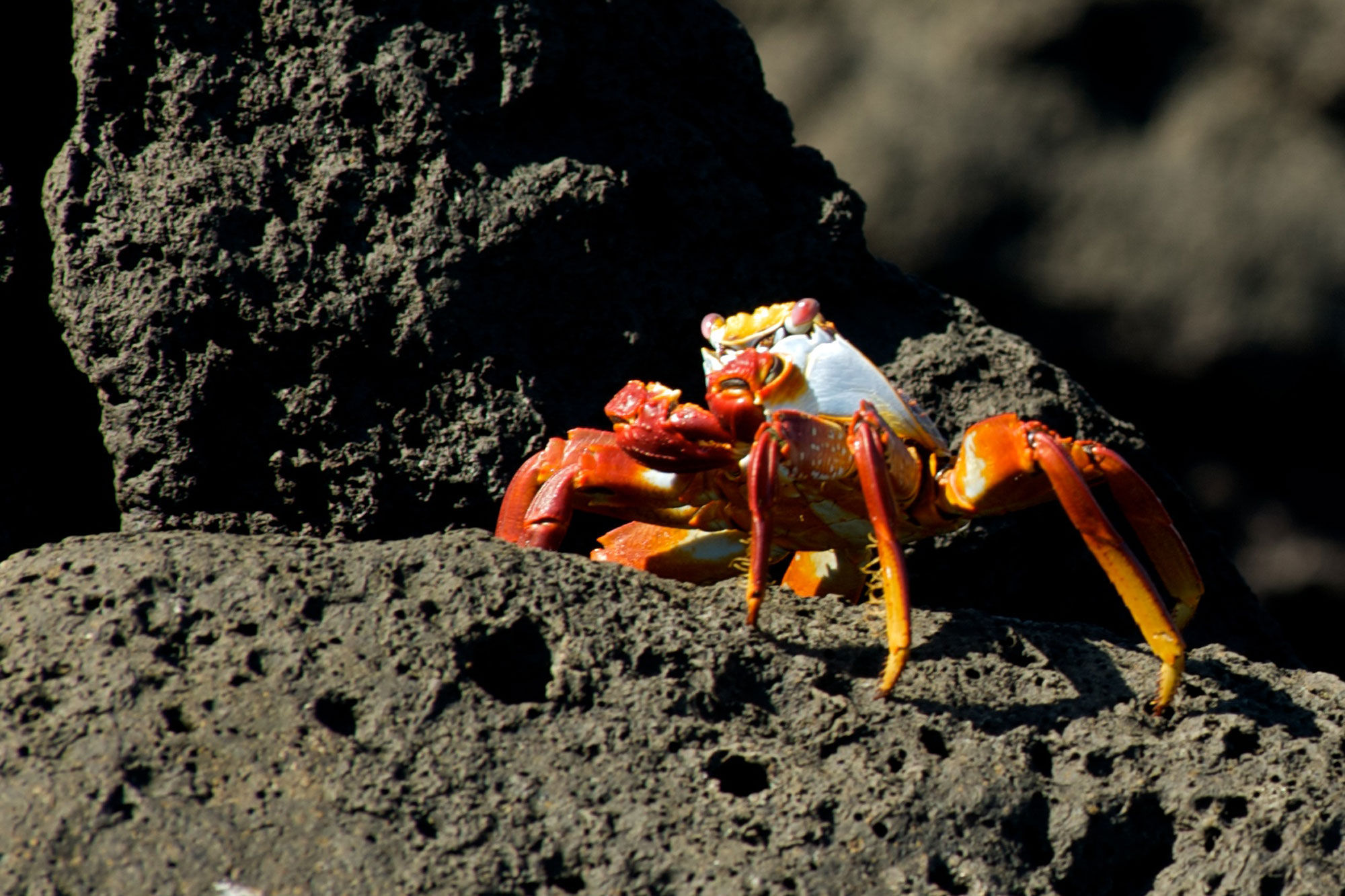 Sally lightfoot crab