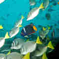 Onderwaterleven - Humboldt Explorer