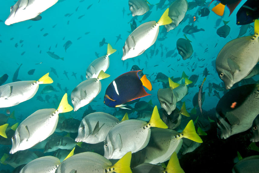 Marine Life - Humboldt Explorer