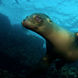 Sealions - Humboldt Explorer