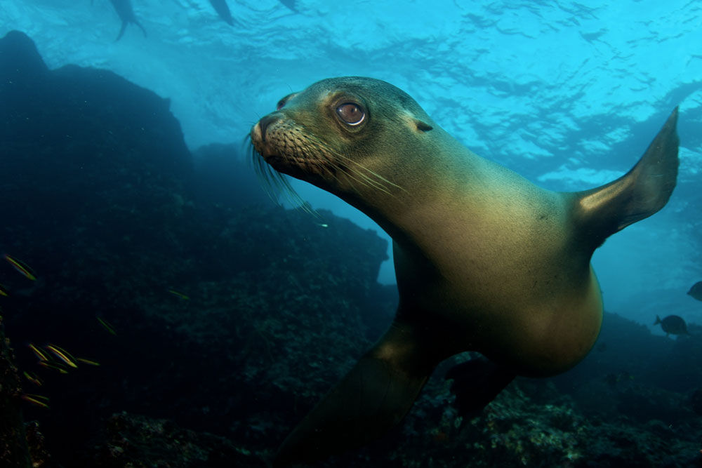 Leones de mar  - Humboldt Explorer