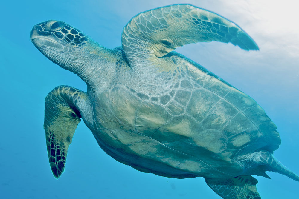 Tortue - Humboldt Explorer