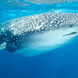 Whale Shark - Humboldt Explorer