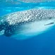 Whale Shark - Humboldt Explorer