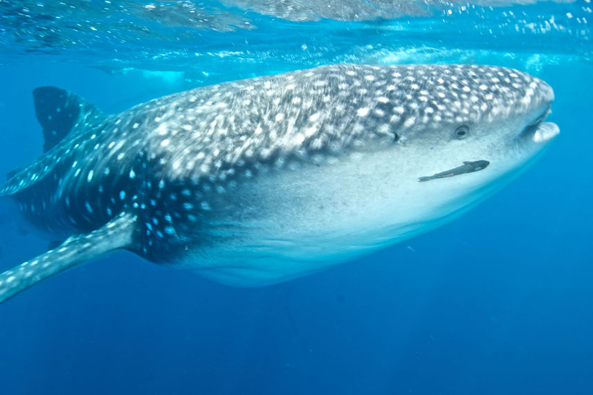 Requin baleine - Humboldt Explorer