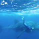 Tubarão Baleia - Humboldt Explorer
