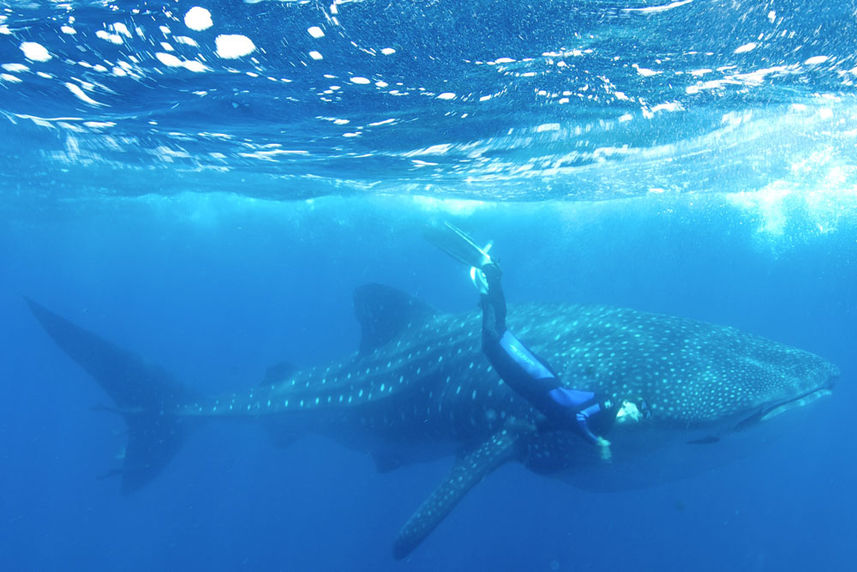 Whale Shark - Humboldt Explorer