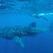 Whale Shark - Humboldt Explorer