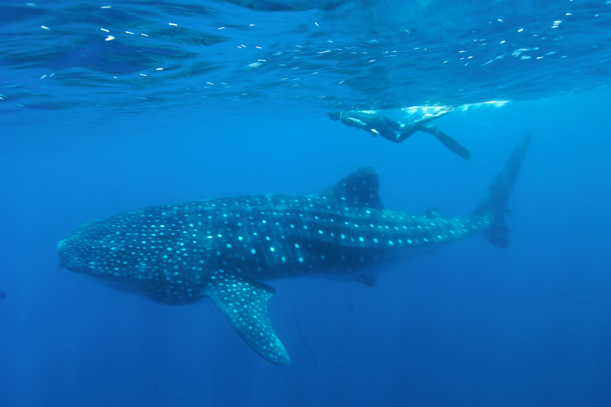 Whale Shark - Humboldt Explorer