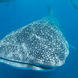 Whale Shark - Humboldt Explorer