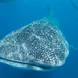 Whale Shark - Humboldt Explorer