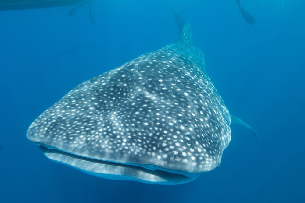 Whale Shark - Humboldt Explorer