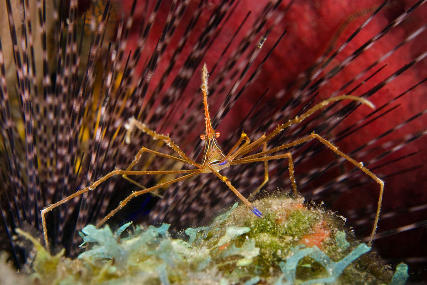 Arrow Crab and Urchin