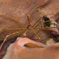 Arrow Crab