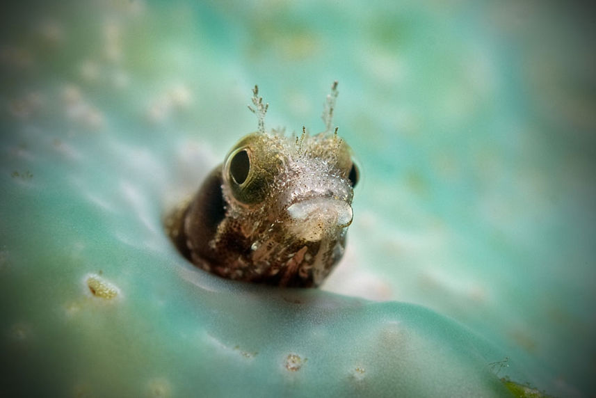 Blenny - St Kitts - Caribbean Explorer II