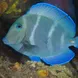 Blue Tang - Saba - Caribbean Explorer II