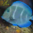 Blue Tang - Saba - Caribbean Explorer II