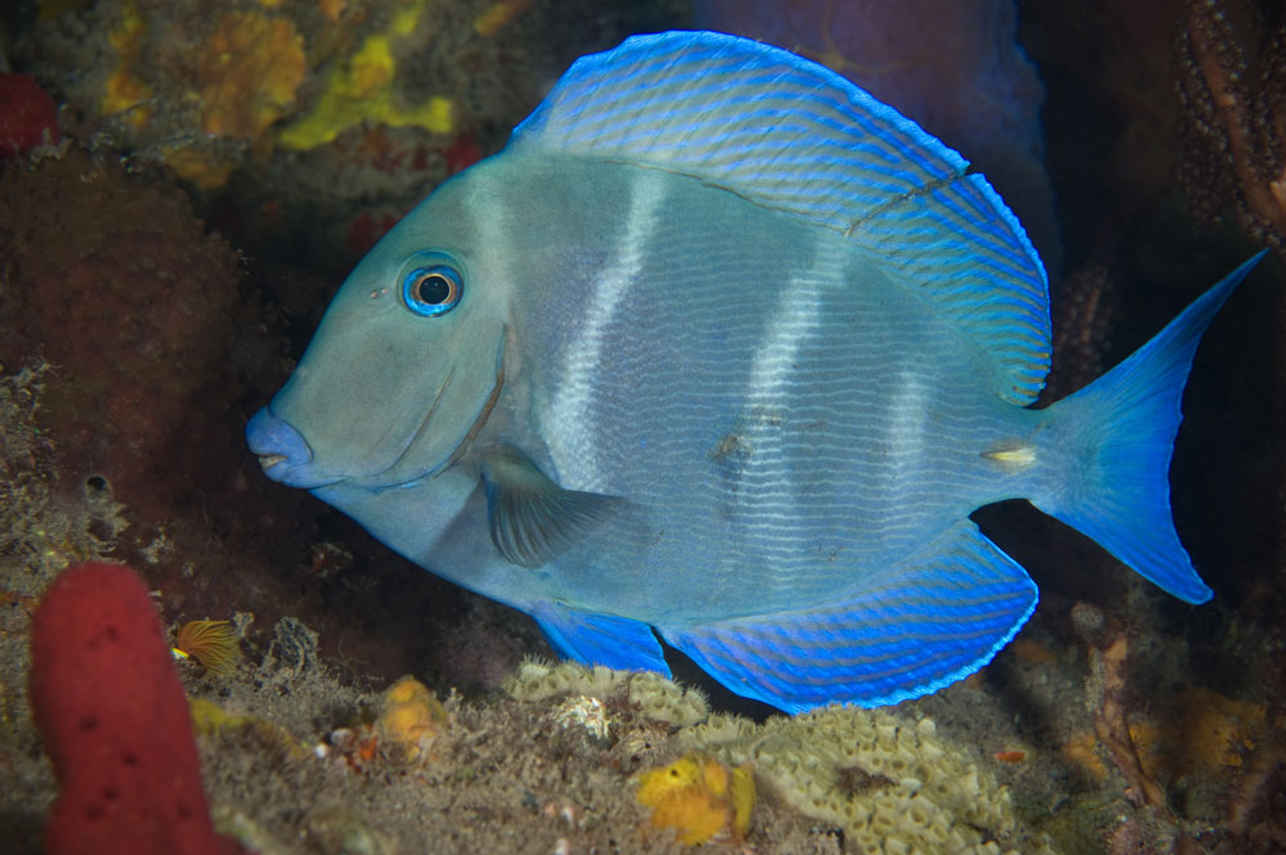 Blue Tang - Saba - Caribbean Explorer II