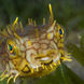 Burr Fish - St Kitts - Caribbean Explorer II