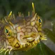 Burr Fish - St Kitts - Caribbean Explorer II