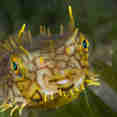 Burr Fish - St Kitts - Caribbean Explorer II