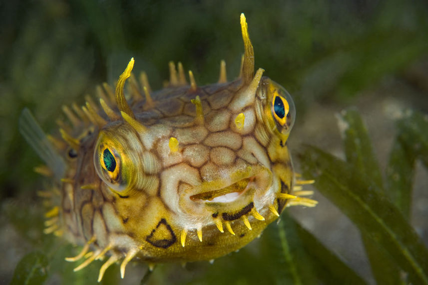 Burr Fish - St Kitts - Caribbean Explorer II