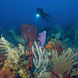 Coral Reef - Caribbean Explorer II