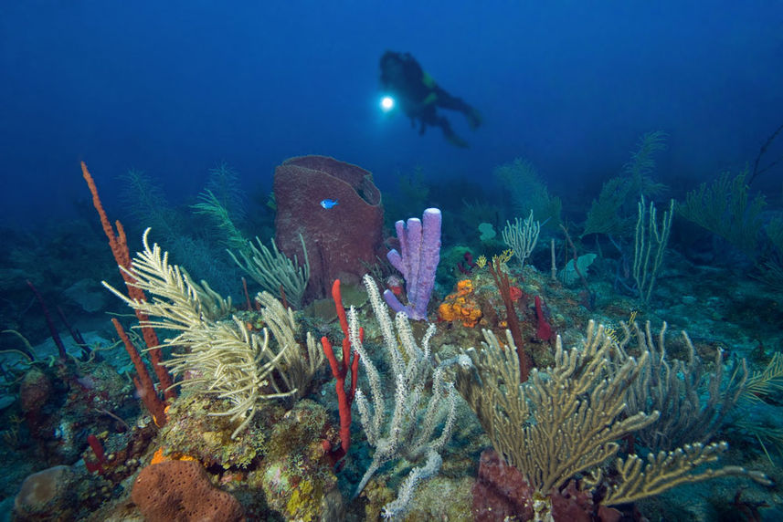 Coral Reef - Caribbean Explorer II