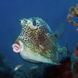 Cow Fish - St Kitts - Caribbean Explorer II