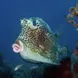 Cow Fish - St Kitts - Caribbean Explorer II