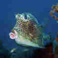 Cow Fish - St Kitts - Caribbean Explorer II