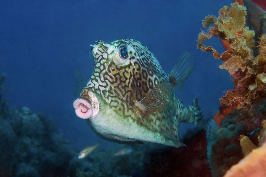 Cow Fish - St Kitts - Caribbean Explorer II