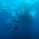 Amazing underwater visibility in the Caribbean onboard Caribbean Explorer II 