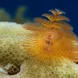 Feather Duster - St Kitts - Caribbean Explorer II