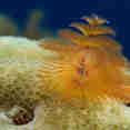 Feather Duster - St Kitts - Caribbean Explorer II