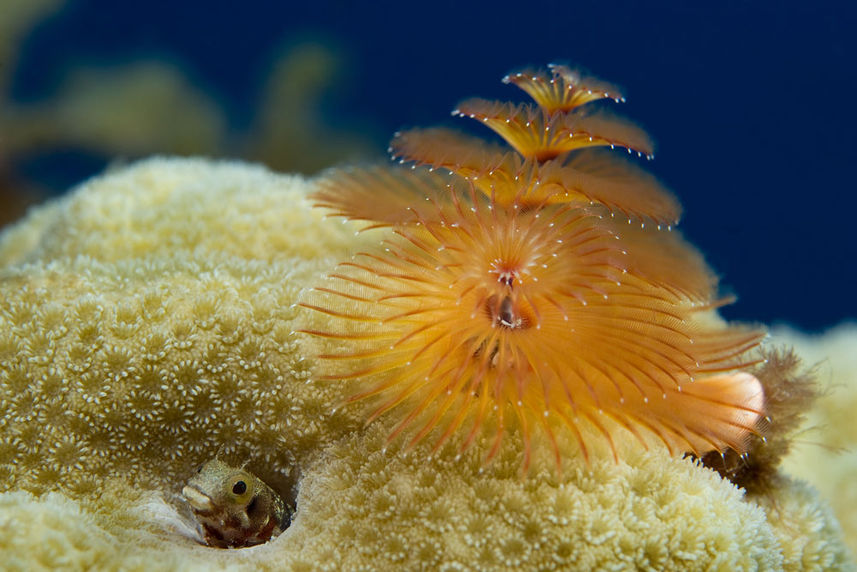 Feather Duster - St Kitts - Caribbean Explorer II