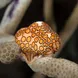 Flamingo Tongue