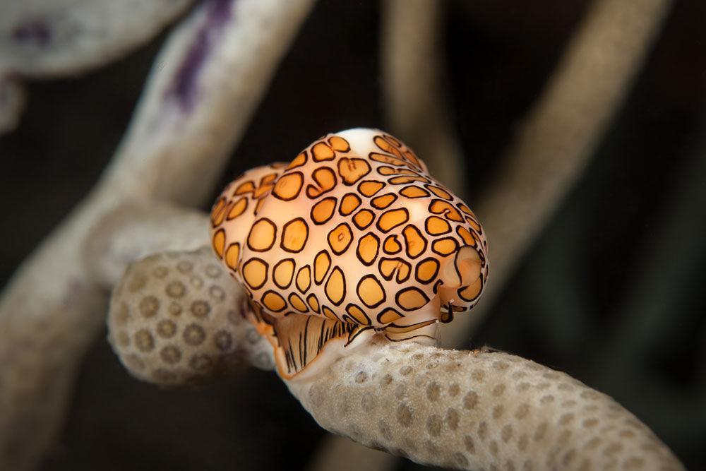 Flamingo Tongue