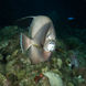 French Angelfish - Night Dive - Saba - Caribbean Explorer II