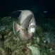 French Angelfish - Night Dive - Saba - Caribbean Explorer II