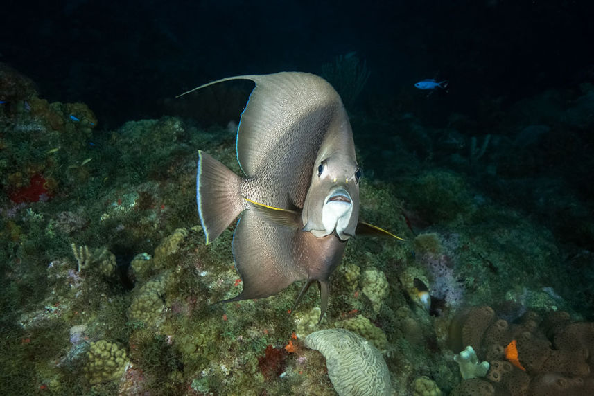 French Angelfish - Night Dive - Saba - Caribbean Explorer II